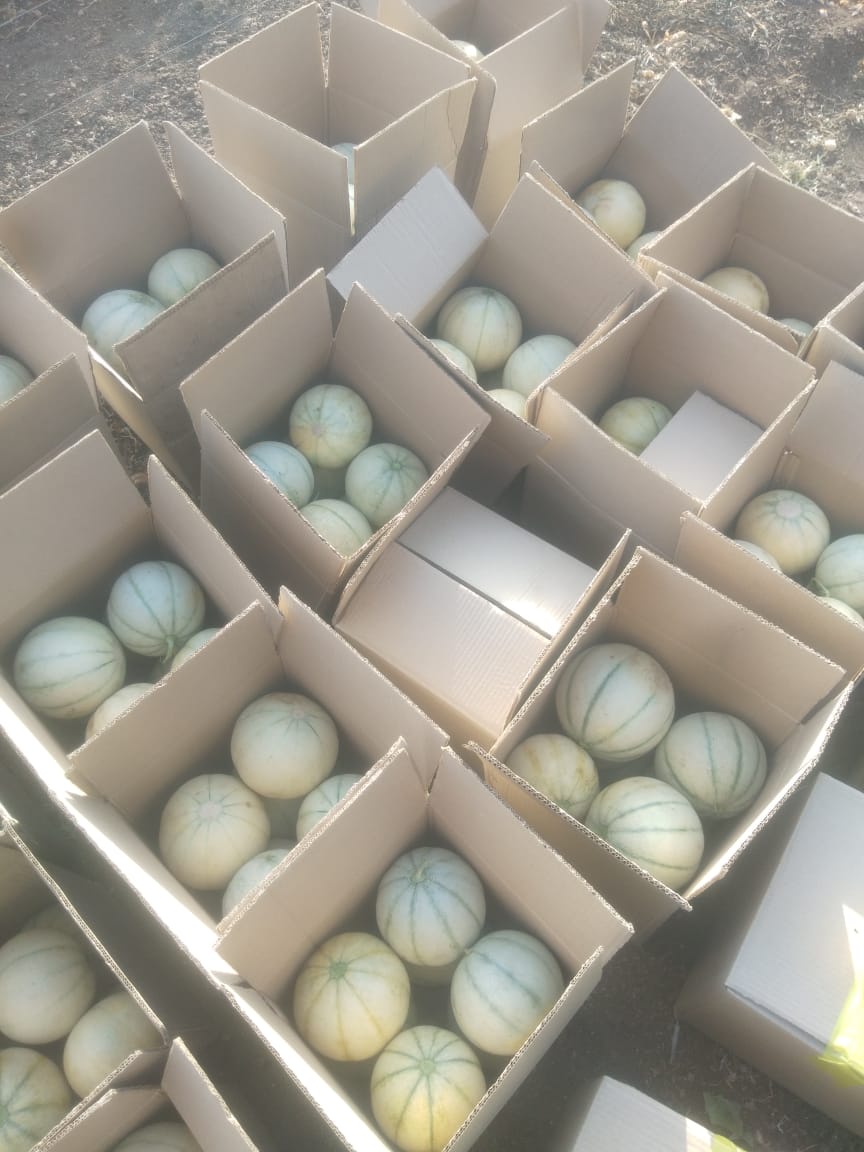 packing-famrcoagroproducts-bizknow.in-4